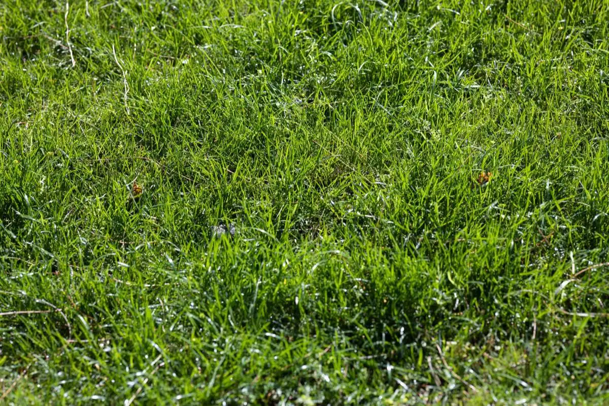 Buffalo Grass Sod in Amarillo, TX