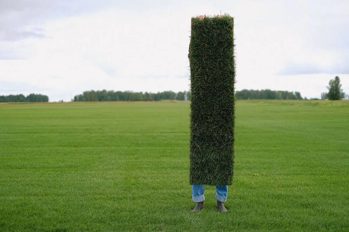 Tall Fescue Sod in Amarillo, TX