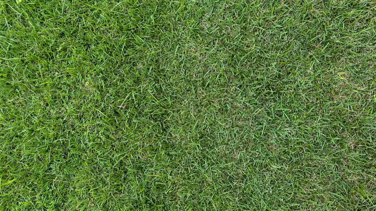 Commercial & HOA Sod in Amarillo, TX